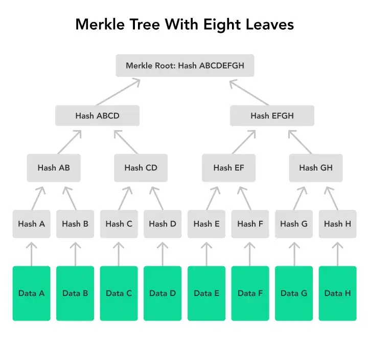 Source: https://medium.com/@rajeevprasanna/understanding-merkle-trees-the-backbone-of-data-verification-13b39af26fff