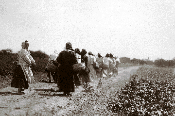 Podpis pod zdjęciem głosi grupa polskich kobiet w drodze na Pingree potato patch”. Nie podpisano w jakim kraju. Zatem możemy się domyślać, że chodzi o USA z okresu Paniki 1893 roku. Źródło: https://sidewalksprouts.wordpress.com/history/pp/